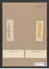 Asterionella inflata Heib. (de-Toni-Nr.: Genus 70, Species 2694) Zeichnungen Sammlung Grunow Nr. 5525 (NHMW-BOT-W0373974)
